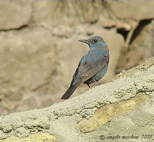 Passero solitario Monticola solitarius